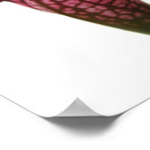 Pflanze Maroon und White Pitcher Poster (Ecke)