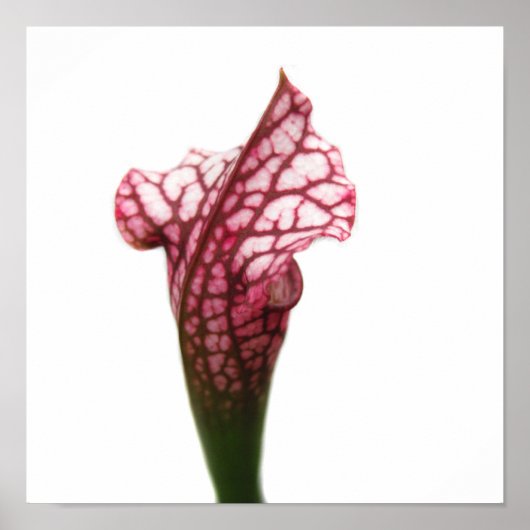 Pflanze Maroon und White Pitcher Poster (Vorne)