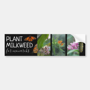 Pflanze Milkweed für die monarchischen Custom Fot Autoaufkleber
