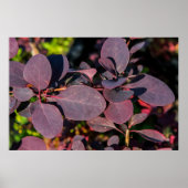 Pflanze mit dunkelroten Blätter Poster (Vorne)
