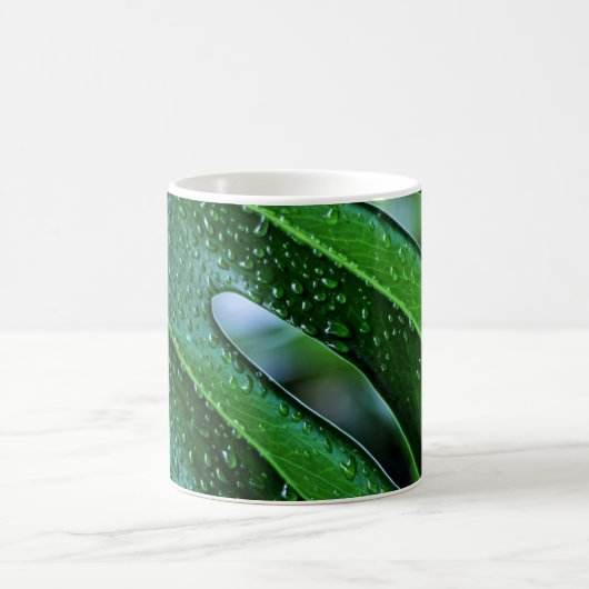 Pflanze Monstera Kaffeetasse (Mittel)