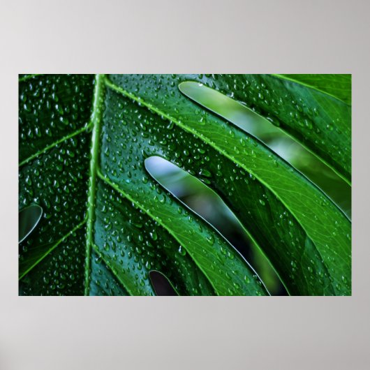 Pflanze Monstera Poster (Vorne)