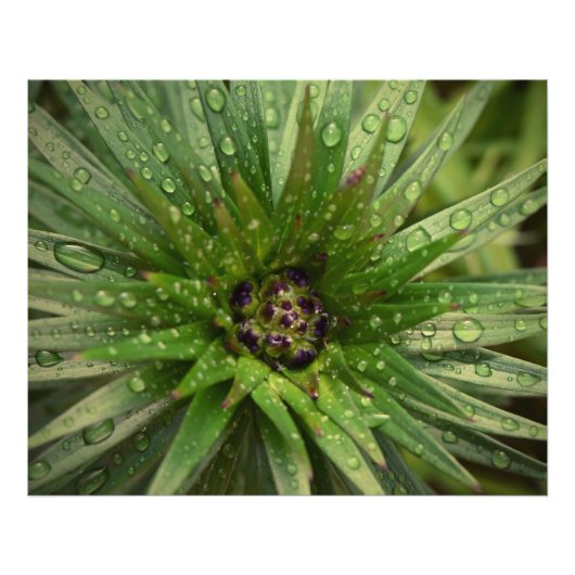 Pflanze Nah Fotodruck (Vorne)