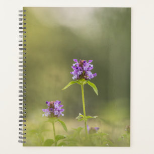 Pflanze Nature Foto Planer