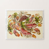 Pflanze Nepentheceae Puzzle (Horizontal)