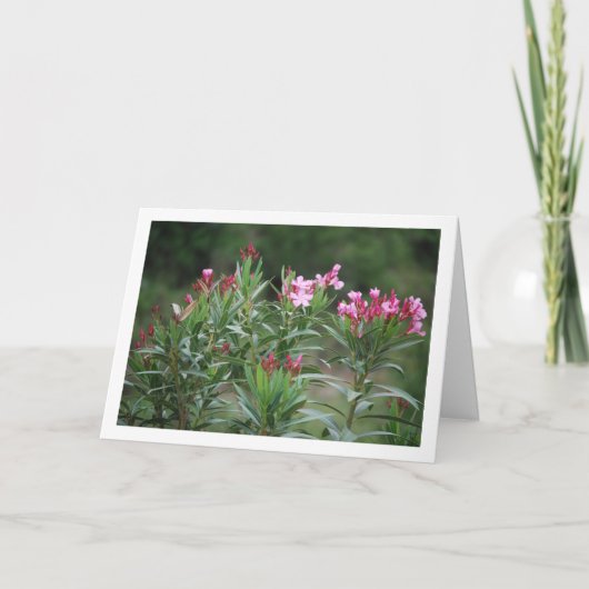 Pflanze Nerium Oleander Karte (Vorderseite)