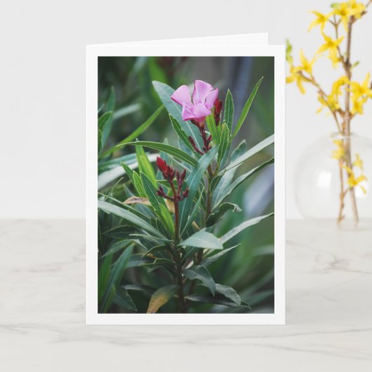 Pflanze Nerium Oleander Karte (Gelbe Blume)