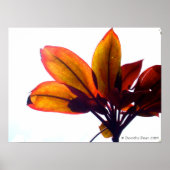 Pflanze Poster (Vorne)