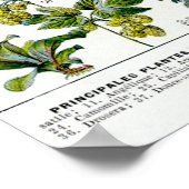Pflanze Poster (Ecke)