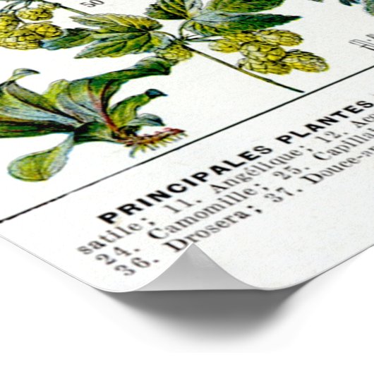 Pflanze Poster (Ecke)