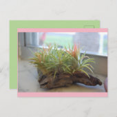 Pflanze Postkarte (Vorne/Hinten)