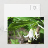 Pflanze Postkarte (Vorne/Hinten)