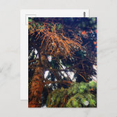 Pflanze Postkarte (Vorne/Hinten)