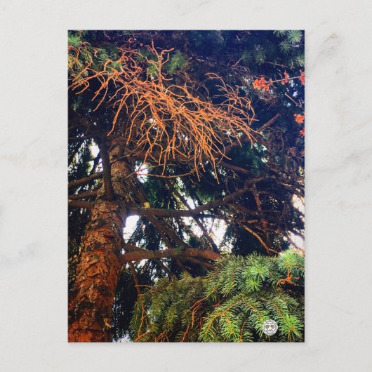 Pflanze Postkarte (Vorderseite)