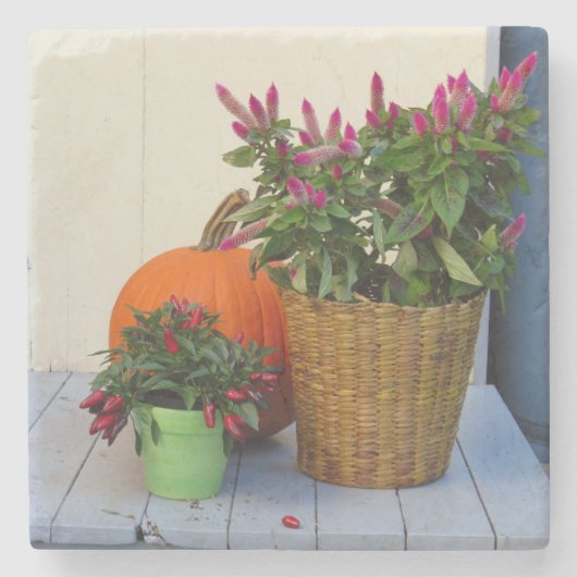 Pflanze Pumpkin und Pepper - Martha's Vineyard Steinuntersetzer (Vorderseite)