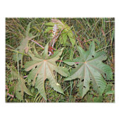 Pflanze Ricinus communis Fotodruck (Vorne)