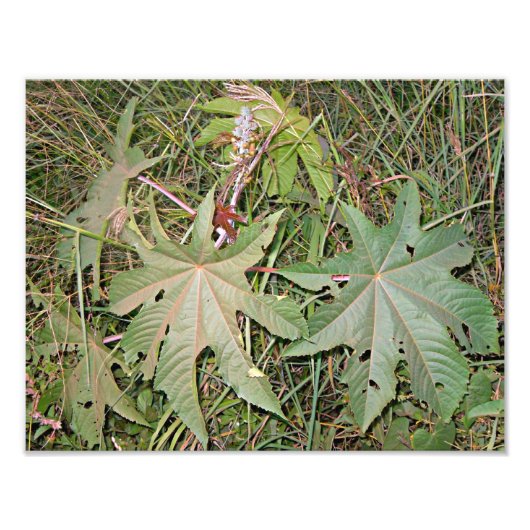 Pflanze Ricinus communis Fotodruck (Vorne)