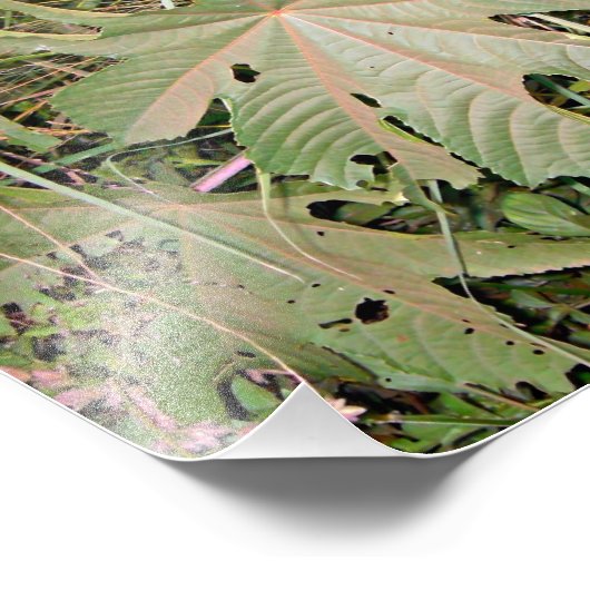 Pflanze Ricinus communis Fotodruck (Ecke)