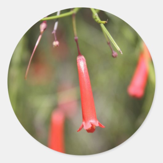 Pflanze Runder Aufkleber (Vorderseite)