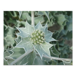 Pflanze Sea Summer Beruflich Foto Paper (Satin)