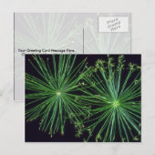 Pflanze Sedge Fireworks Postkarte (Vorne/Hinten)