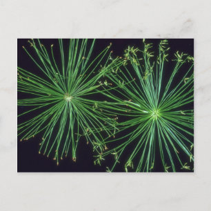 Pflanze Sedge Fireworks Postkarte