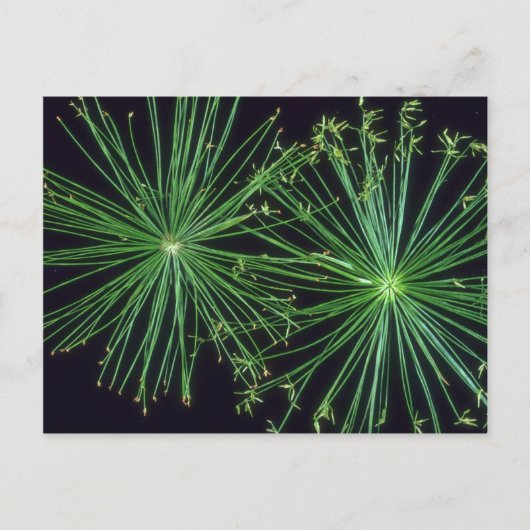 Pflanze Sedge Fireworks Postkarte (Vorderseite)
