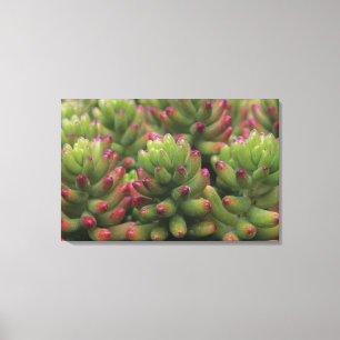 Pflanze Sedum, Wüstenmuseum Arizona-Sonora, Leinwanddruck