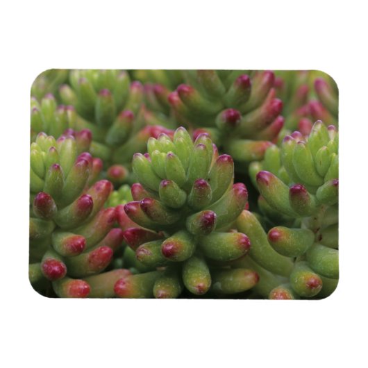 Pflanze Sedum, Wüstenmuseum Arizona-Sonora, Magnet (Horizontal)