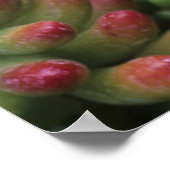 Pflanze Sedum, Wüstenmuseum Arizona-Sonora, Poster (Ecke)