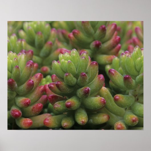 Pflanze Sedum, Wüstenmuseum Arizona-Sonora, Poster (Vorne)
