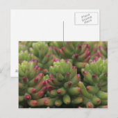 Pflanze Sedum, Wüstenmuseum Arizona-Sonora, Postkarte (Vorne/Hinten)