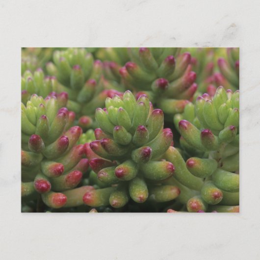 Pflanze Sedum, Wüstenmuseum Arizona-Sonora, Postkarte (Vorderseite)