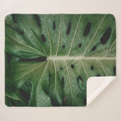 Pflanze Sherpadecke (Vorderseite (Horizontal))