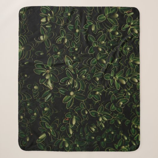 Pflanze Sherpadecke (Vorderseite)