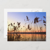 Pflanze Silhouette am Seeufer Postkarte (Vorne/Hinten)