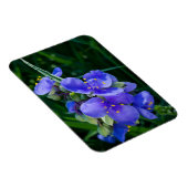 Pflanze Spiderwort im Vollblut Magnet (Rechte Seite)