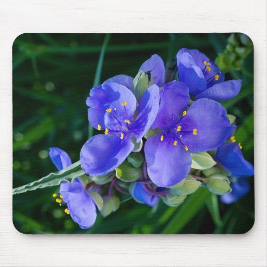 Pflanze Spiderwort im Vollblut Mousepad (Vorne)