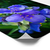 Pflanze Spiderwort im Vollblut Poster (Ecke)