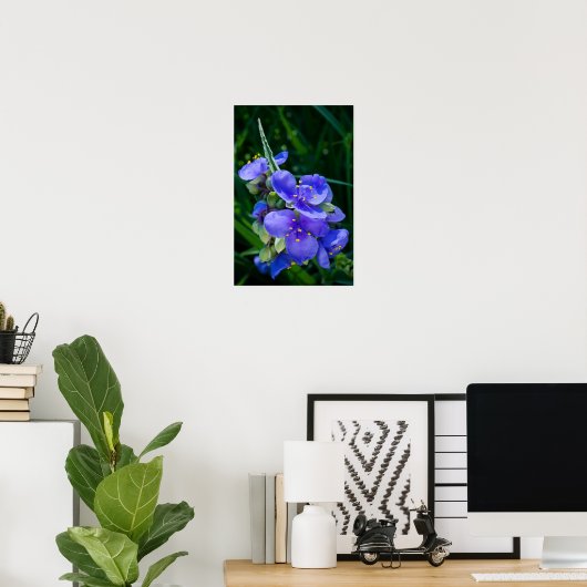 Pflanze Spiderwort im Vollblut Poster (Heimbüro)