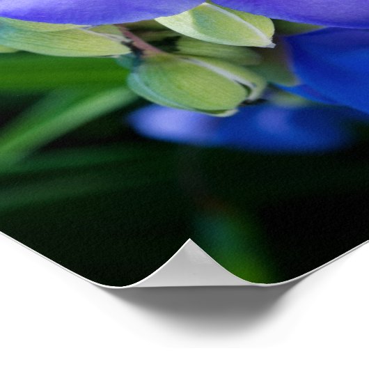 Pflanze Spiderwort im Vollblut Poster (Ecke)