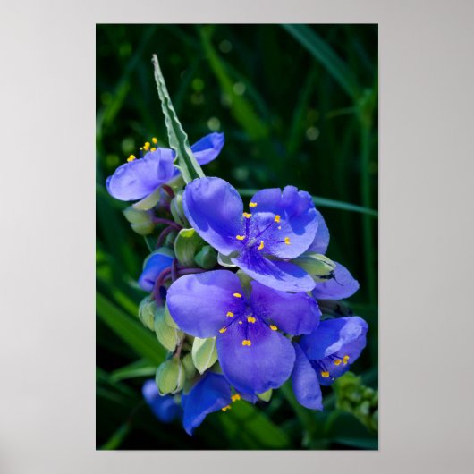 Pflanze Spiderwort im Vollblut Poster (Vorne)