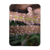 Pflanze Stem Thorns Naturpark Fotografie Magnet (Vertikal)