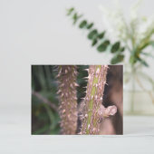 Pflanze Stem Thorns Naturpark Fotografie Postkarte (Stehend Vorderseite)