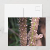 Pflanze Stem Thorns Naturpark Fotografie Postkarte (Vorne/Hinten)