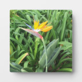 Pflanze (Strelitzia) Fotoplatte (Vorderseite)