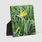 Pflanze (Strelitzia) Fotoplatte (Vorderseite)