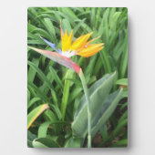 Pflanze (Strelitzia) Fotoplatte (Vorderseite)