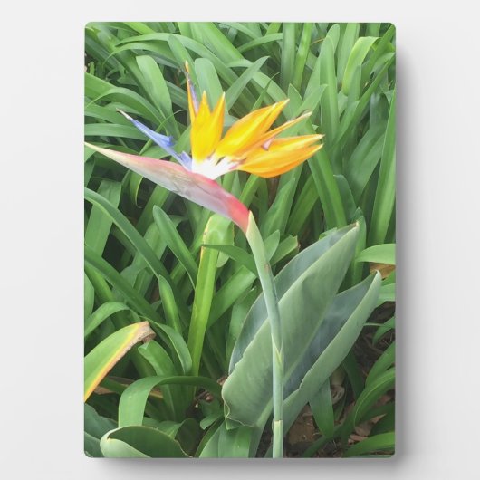 Pflanze (Strelitzia) Fotoplatte (Vorderseite)