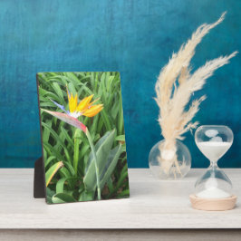 Pflanze (Strelitzia) Fotoplatte